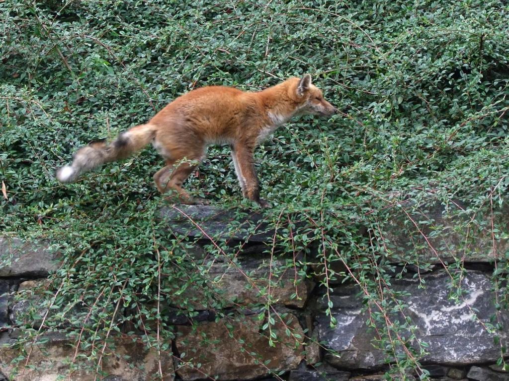 Le Renard D'Introd Bed & Breakfast Eksteriør bilde